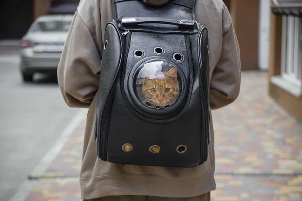 What Are the Pros and Cons of Using a Cat Backpack for Urban Adventures?