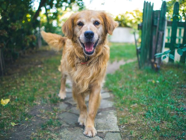 How Can You Provide Occupational Therapy for Dogs with Amputated Limbs?
