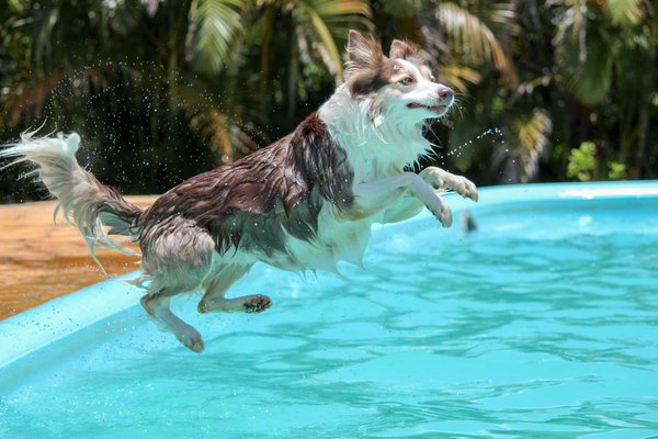 How to Teach a Dog Safe Swimming Techniques in a Pool?